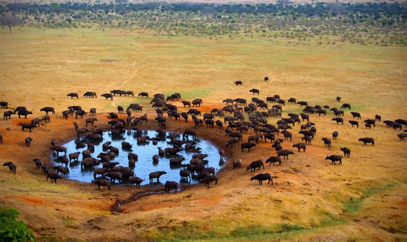 The Circle of Life Lion King Experience